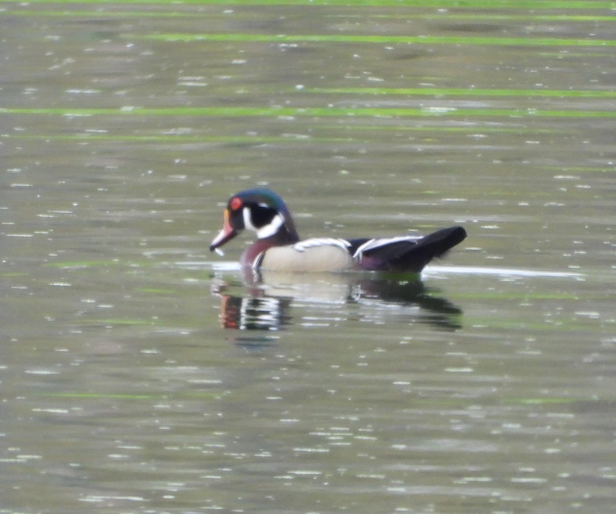 Wood Duck - Ginny Umiker