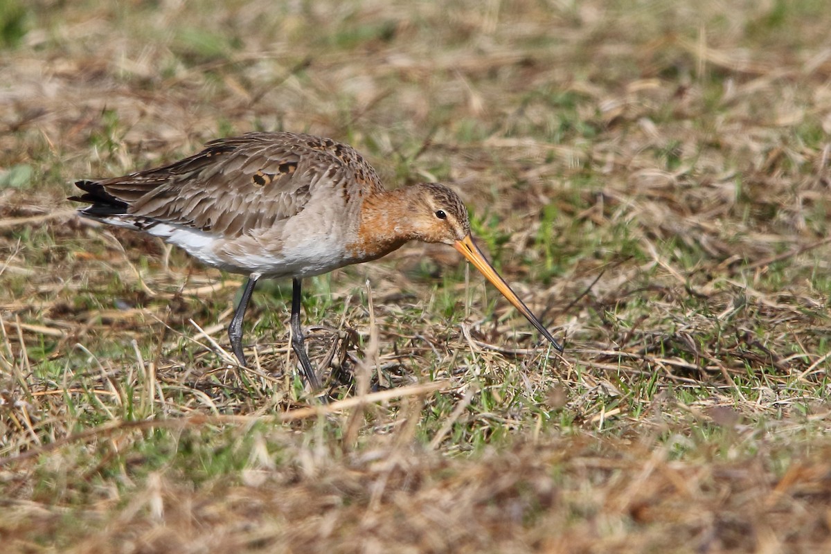 Black-tailed Godwit - ML619036226