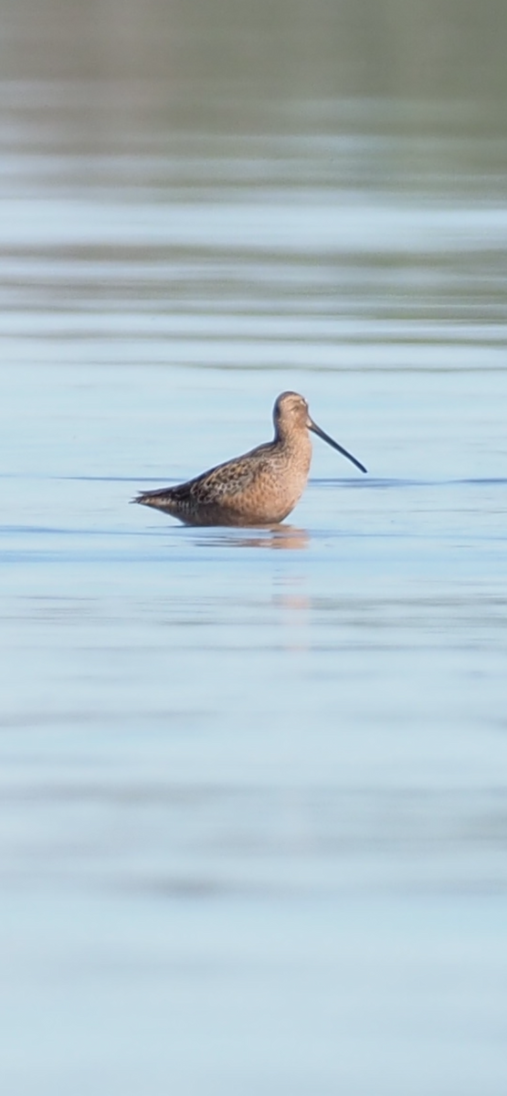 Long-billed Dowitcher - Richard  Laubach