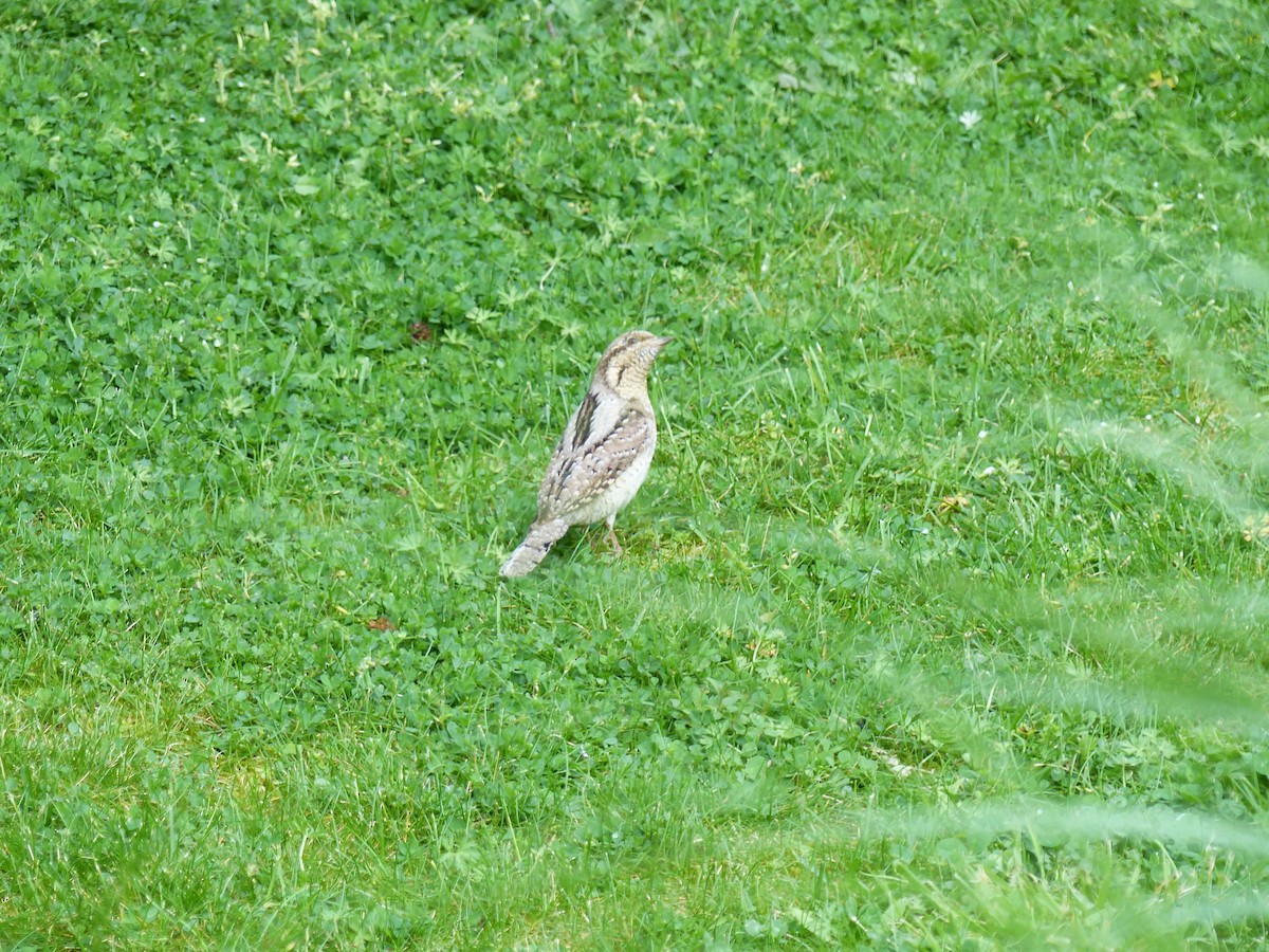 Eurasian Wryneck - Thomas Buckley