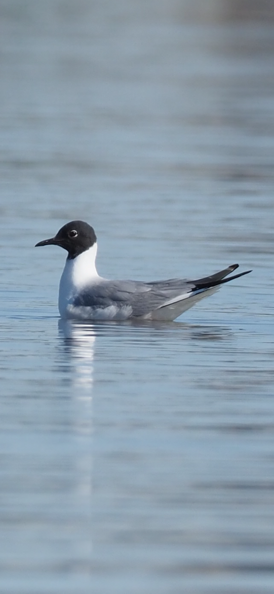 Bonaparte's Gull - ML619036253