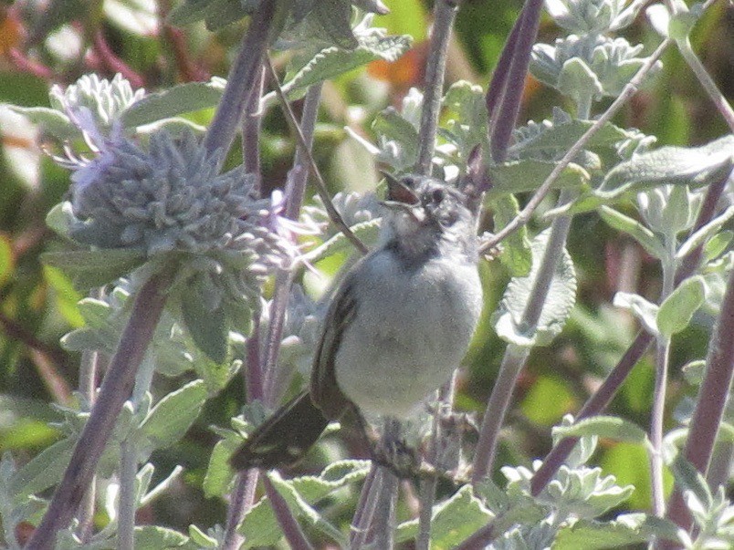 California Gnatcatcher - Adam Burnett