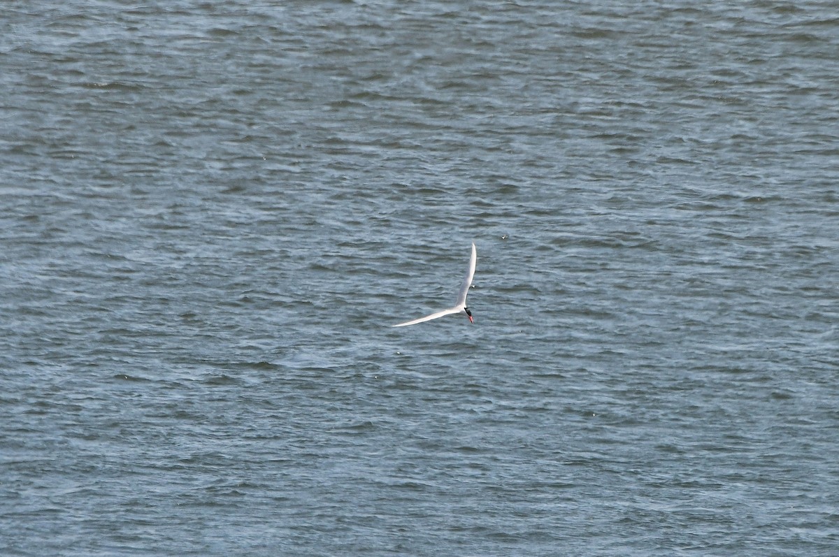 Caspian Tern - ML619036263