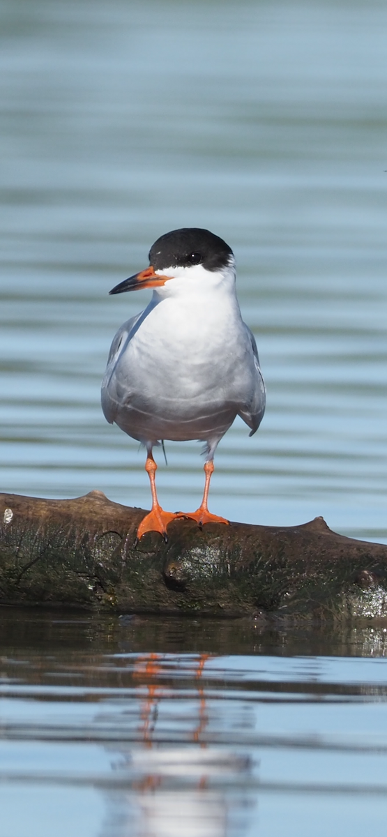 Forster's Tern - Richard  Laubach