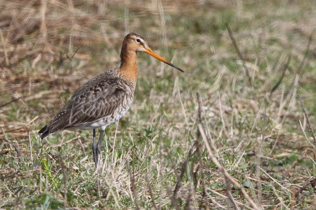 Black-tailed Godwit - ML619036274