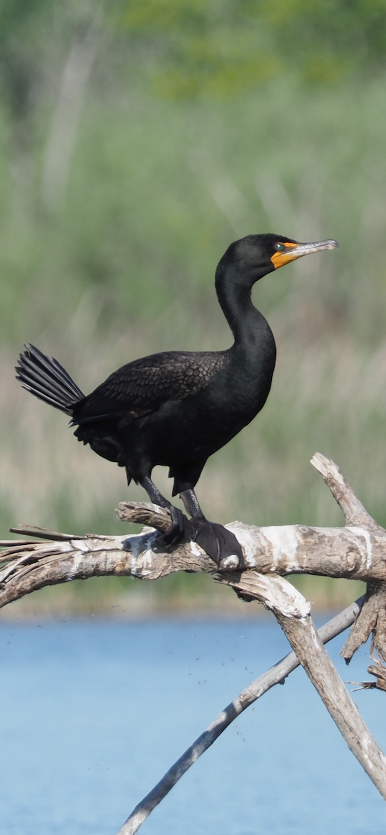 Double-crested Cormorant - Richard  Laubach