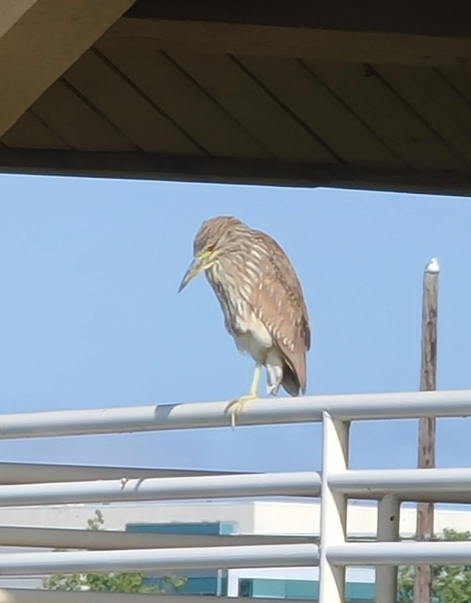 Black-crowned Night Heron - ML619036329