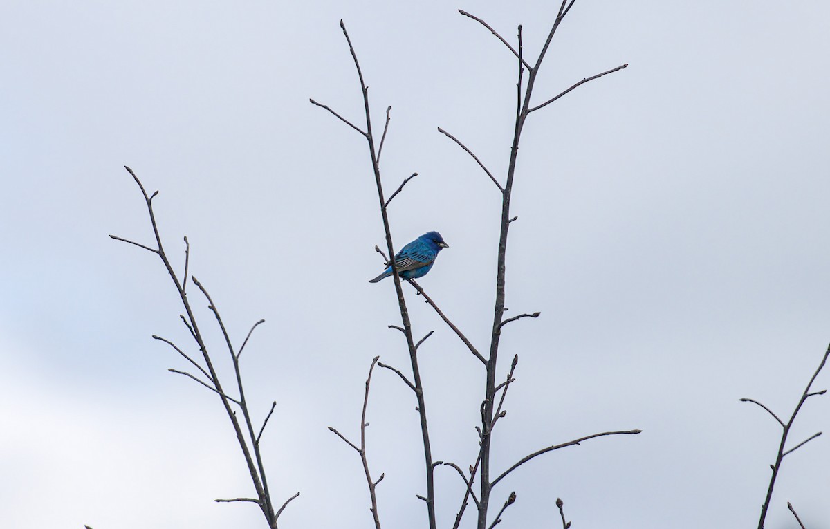 Indigo Bunting - Patrick Morgan