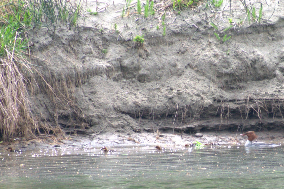 Common Merganser - Lee Toomey