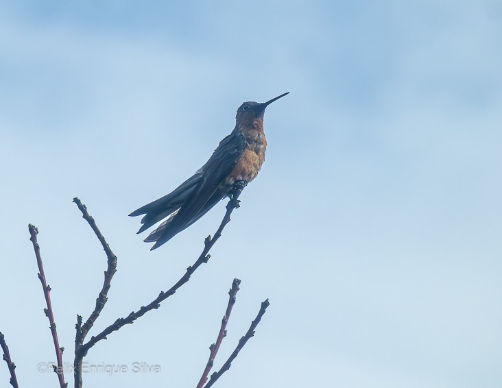 Colibri géant - ML619036341