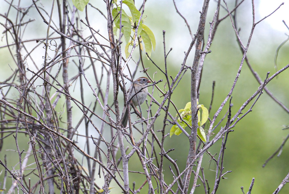 Field Sparrow - Patrick Morgan