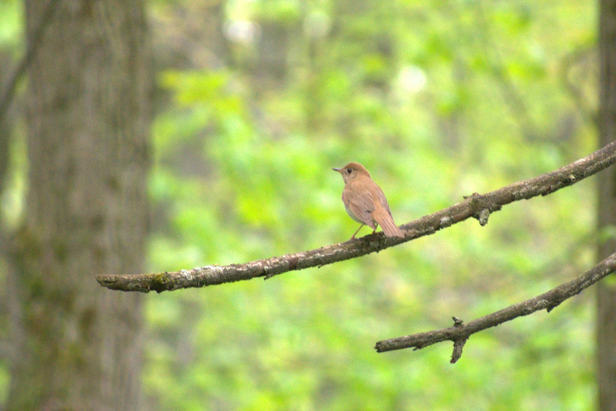 Veery - ML619036351