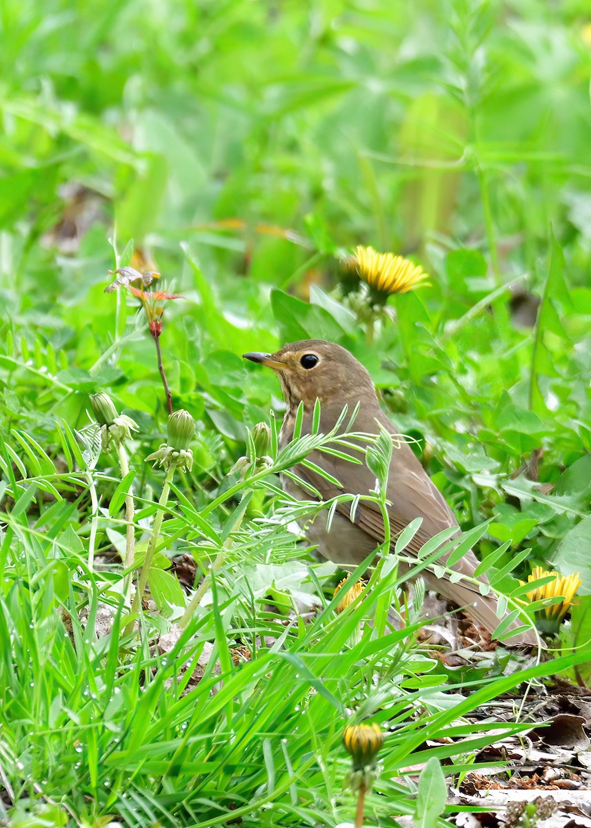 Swainson's Thrush - ML619036357