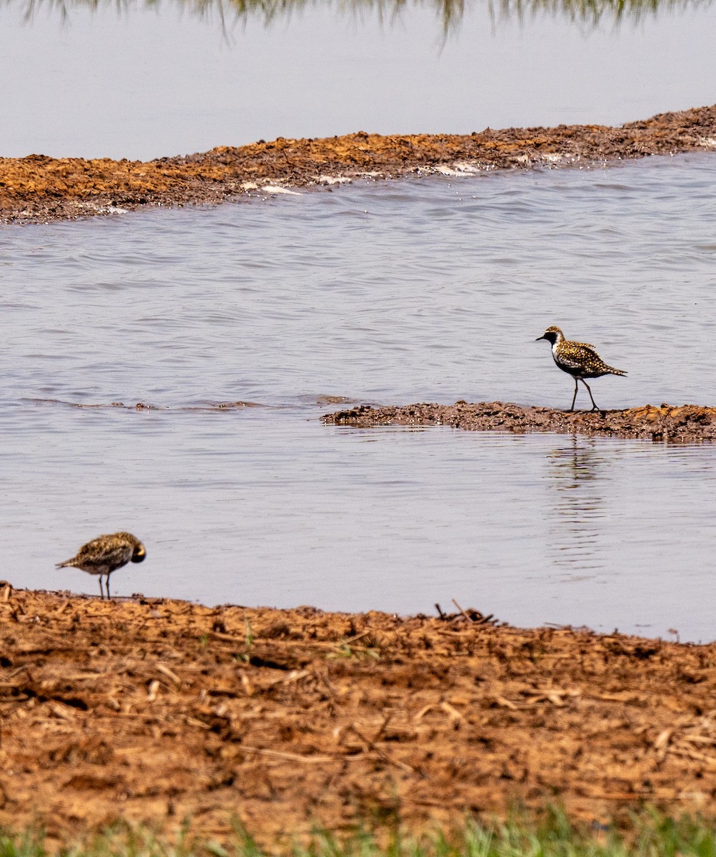 Pacific Golden-Plover - Chirag Gosalia