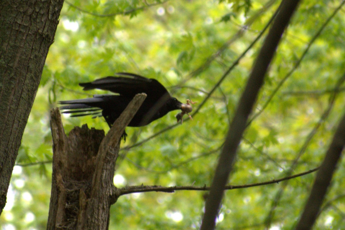 American Crow - Lee Toomey