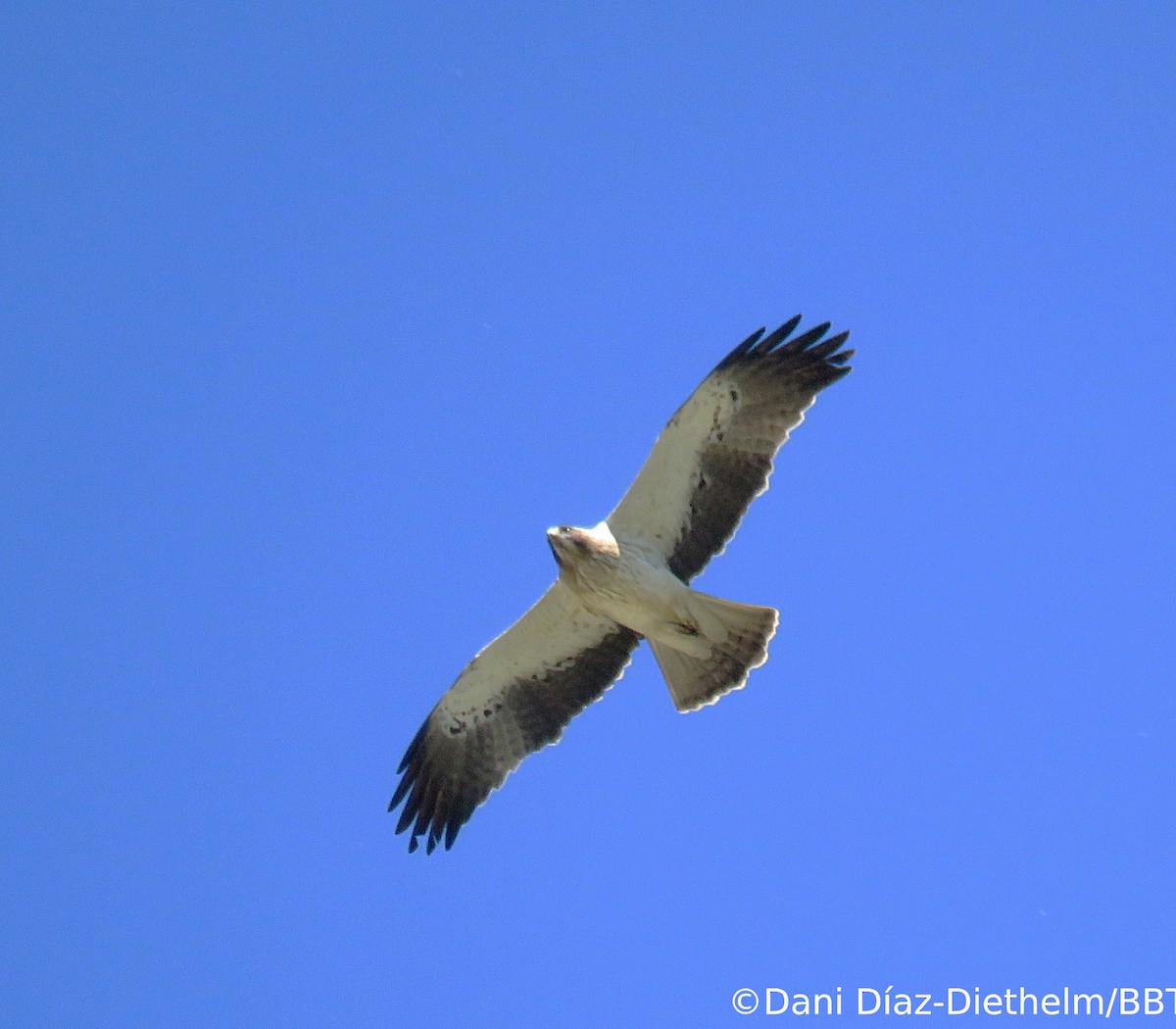 Booted Eagle - Anonymous