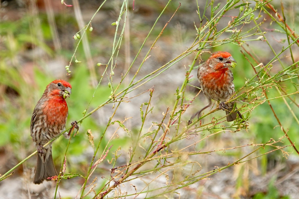 House Finch - ML619036402