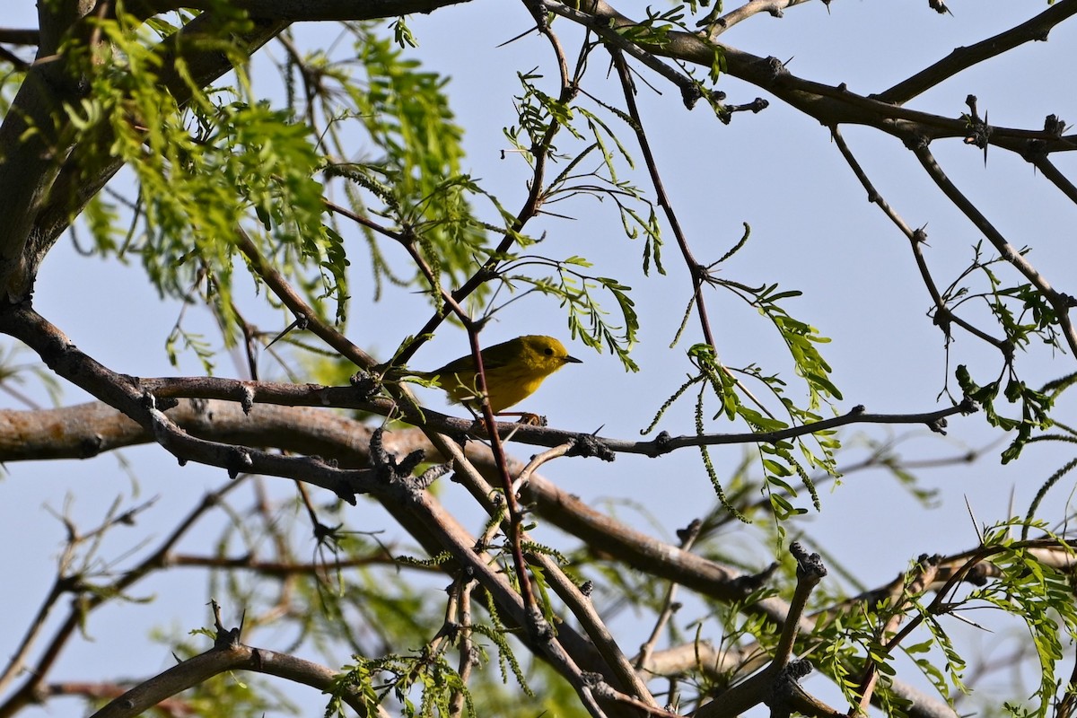 Yellow Warbler - ML619036420