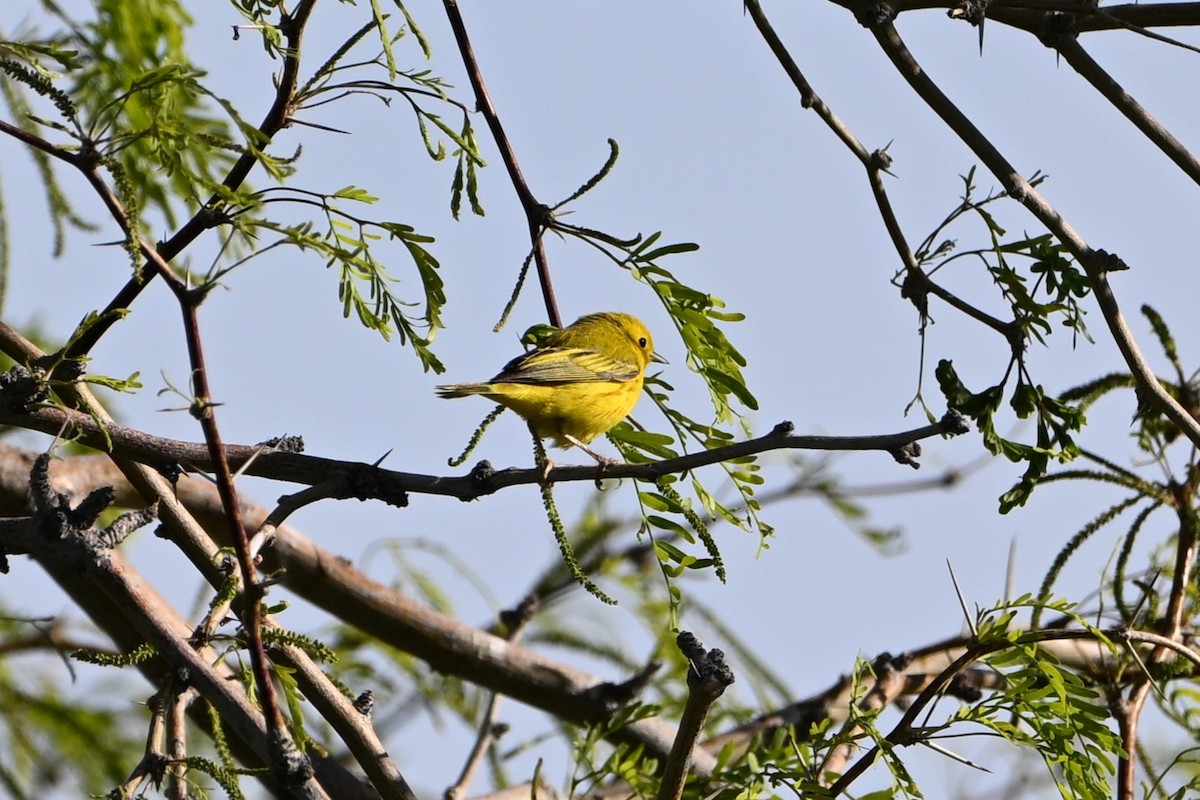 Yellow Warbler - ML619036421