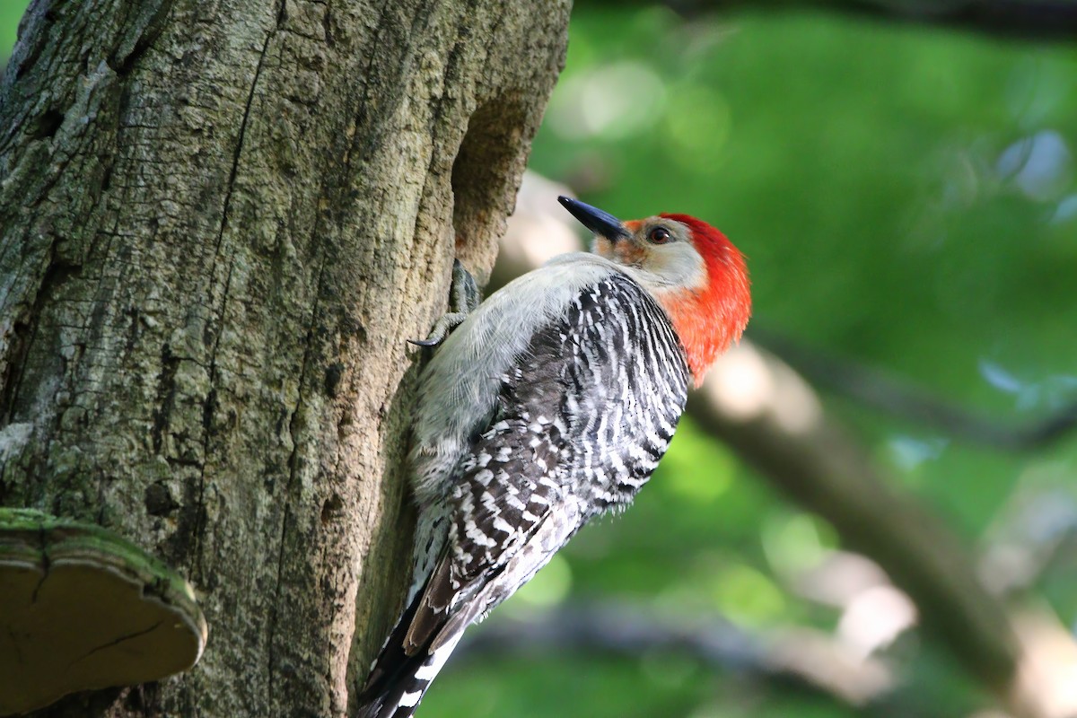 Red-bellied Woodpecker - Melissa Ludwig