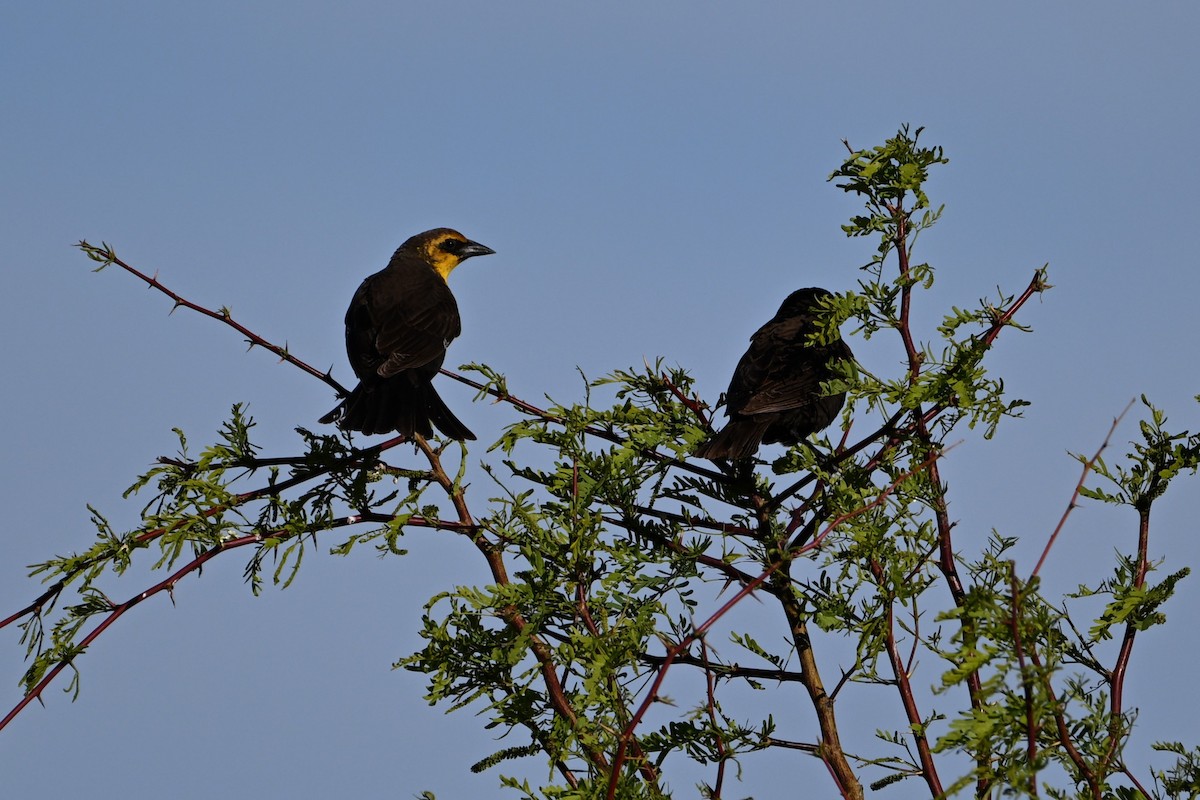 Yellow-headed Blackbird - ML619036426