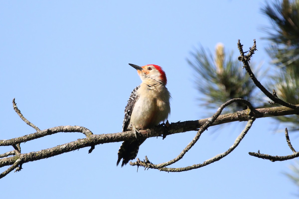 Red-bellied Woodpecker - Melissa Ludwig