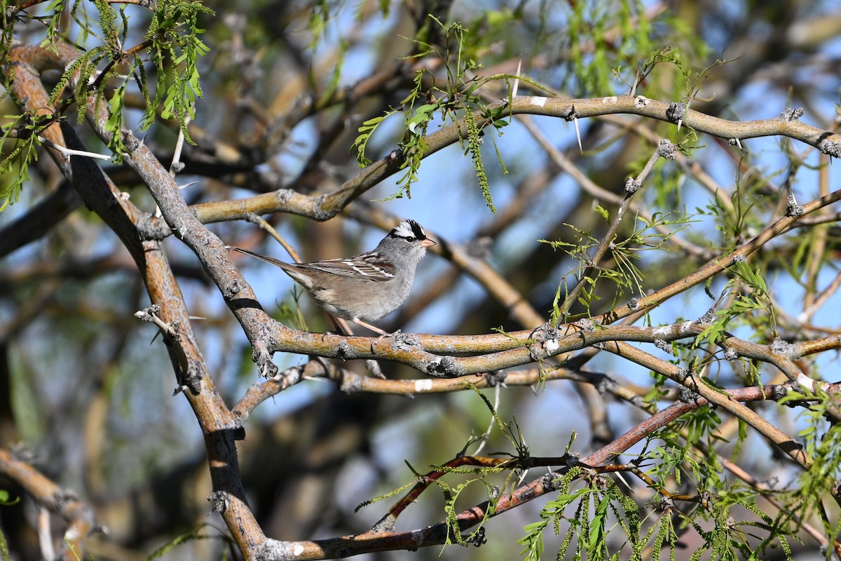 White-crowned Sparrow - ML619036433