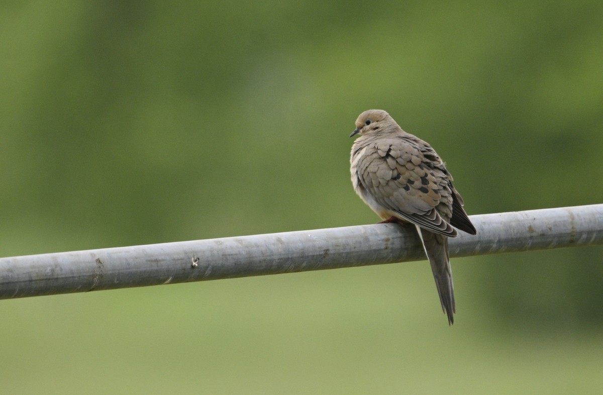 Mourning Dove - ML619036436