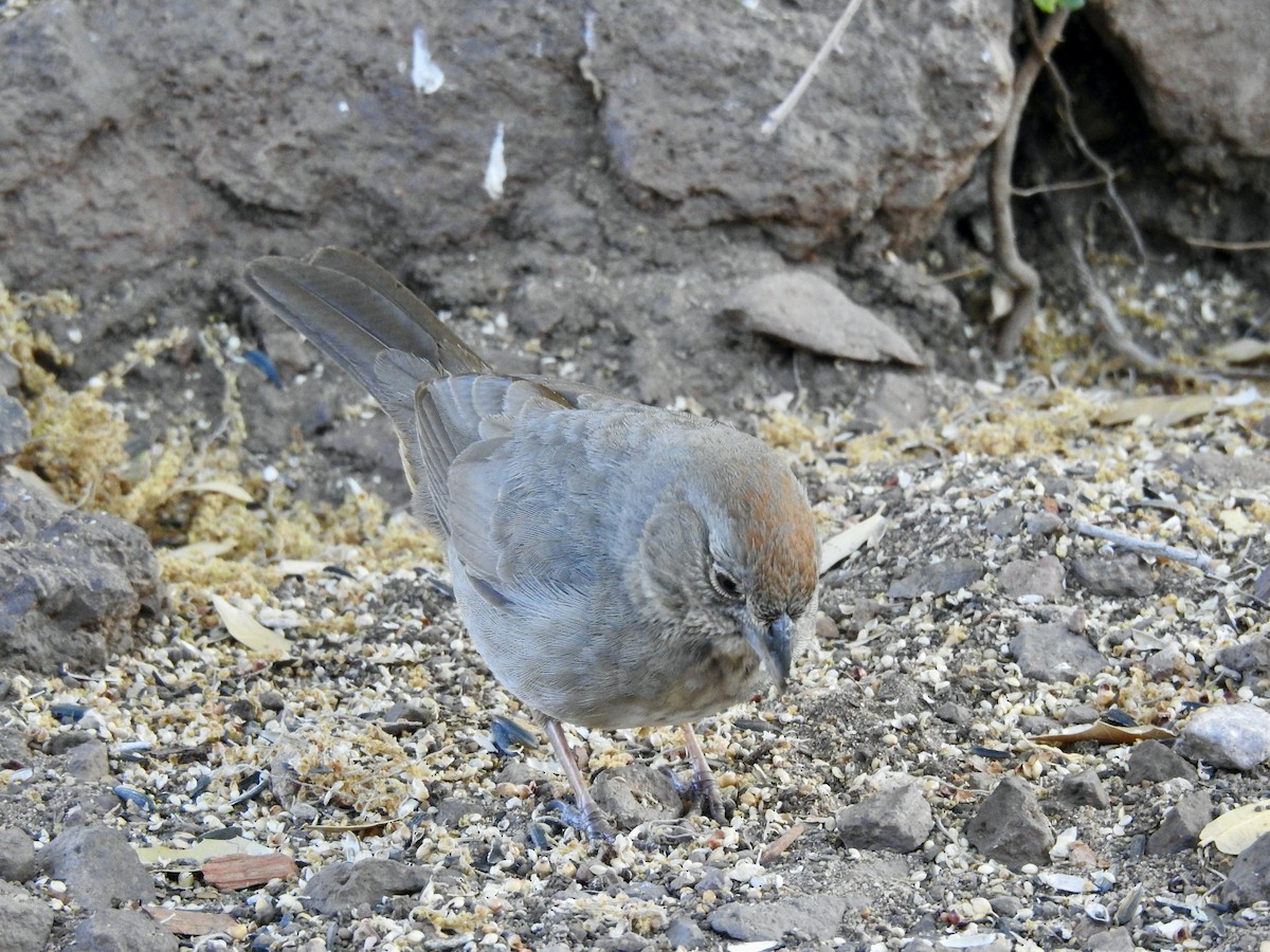 Canyon Towhee - Suzette Stitely