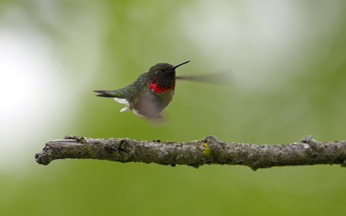Ruby-throated Hummingbird - steve sampson
