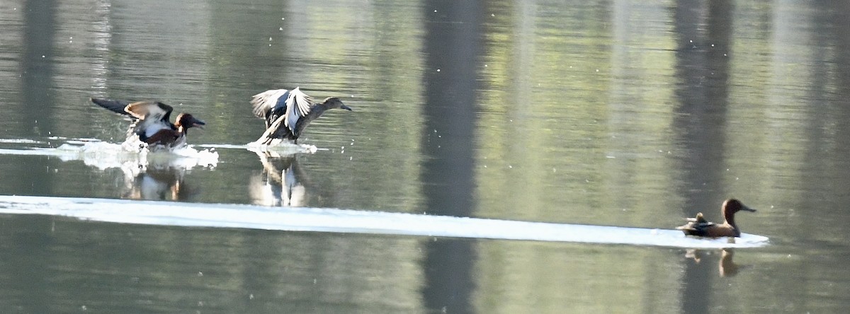 Cinnamon Teal - Sevilla Rhoads