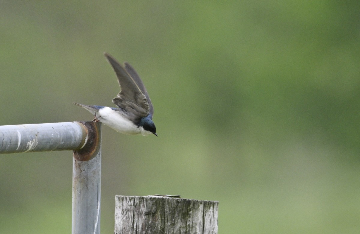 Tree Swallow - steve sampson