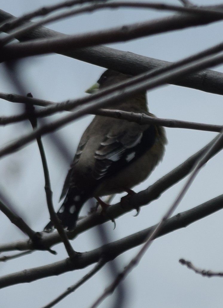 Evening Grosbeak - ML619036496