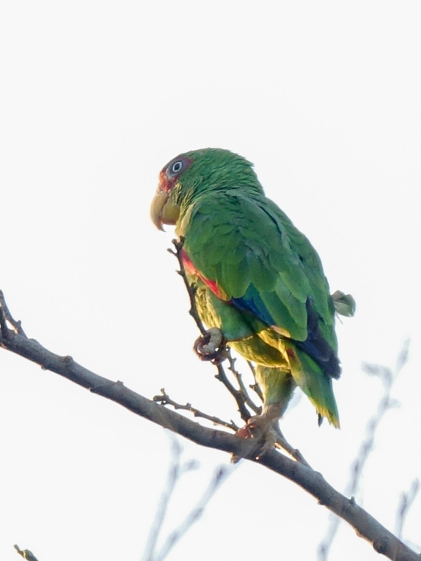 White-fronted Parrot - Stéphane  Thomin