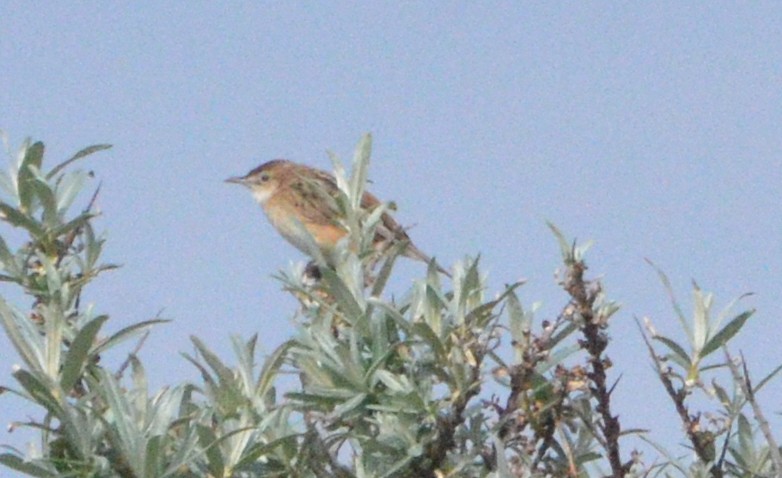 Zitting Cisticola - ML619036509