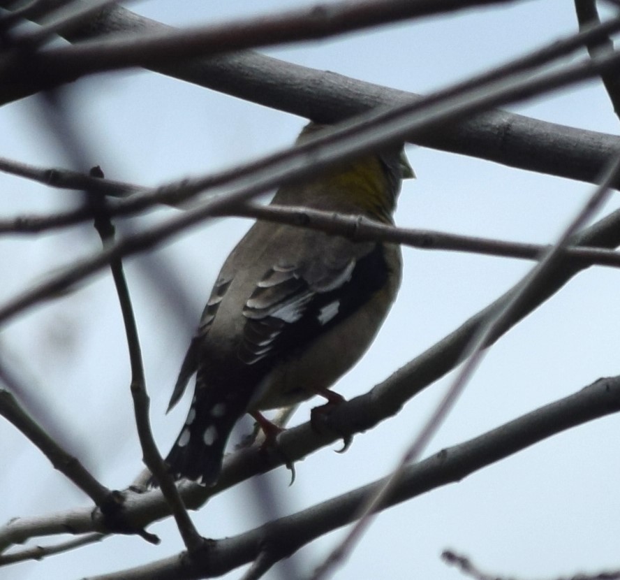 Evening Grosbeak - ML619036516