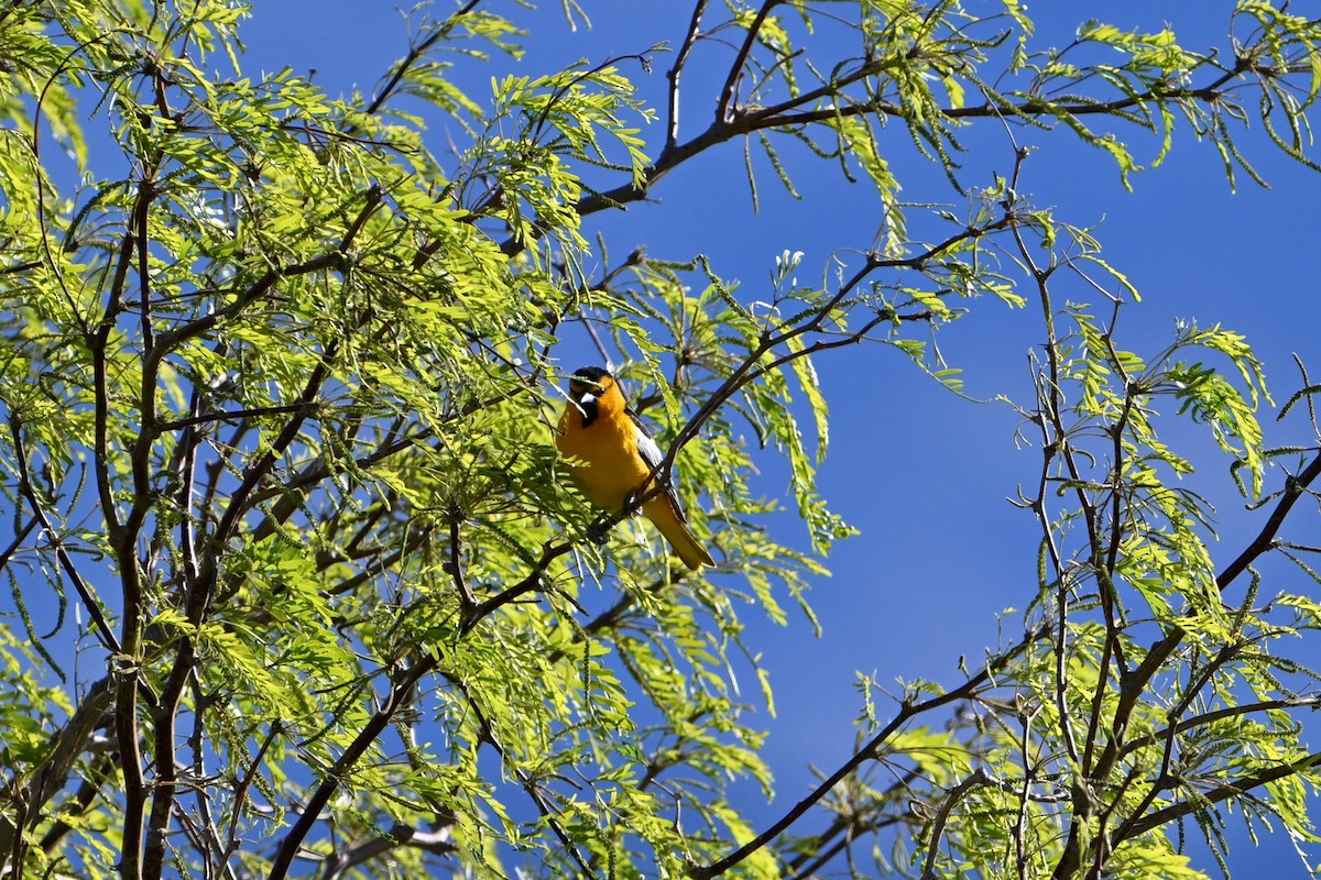 Bullock's Oriole - ML619036518