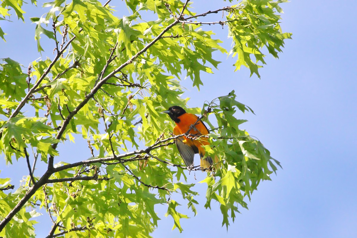 Baltimore Oriole - Melissa Ludwig