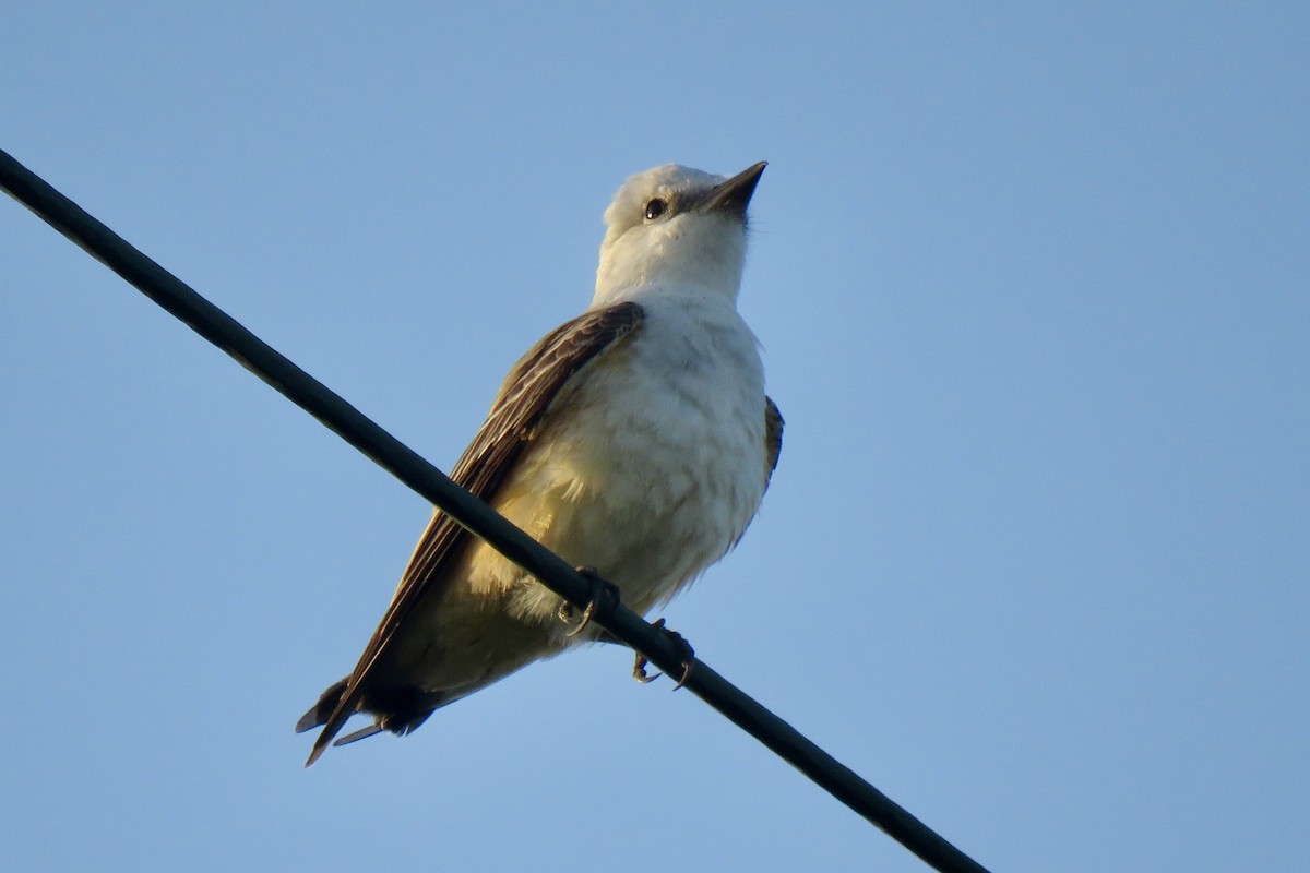 Scissor-tailed Flycatcher - Nancy Clogston