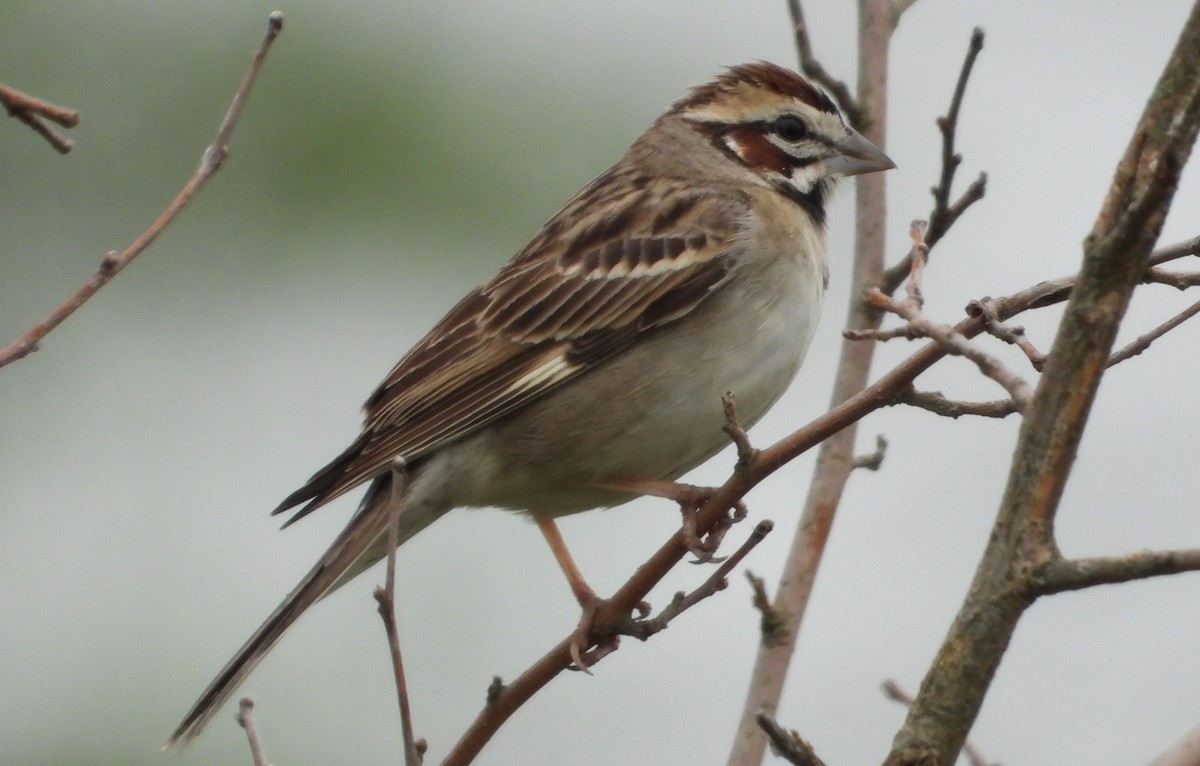 Lark Sparrow - Brent Daggett