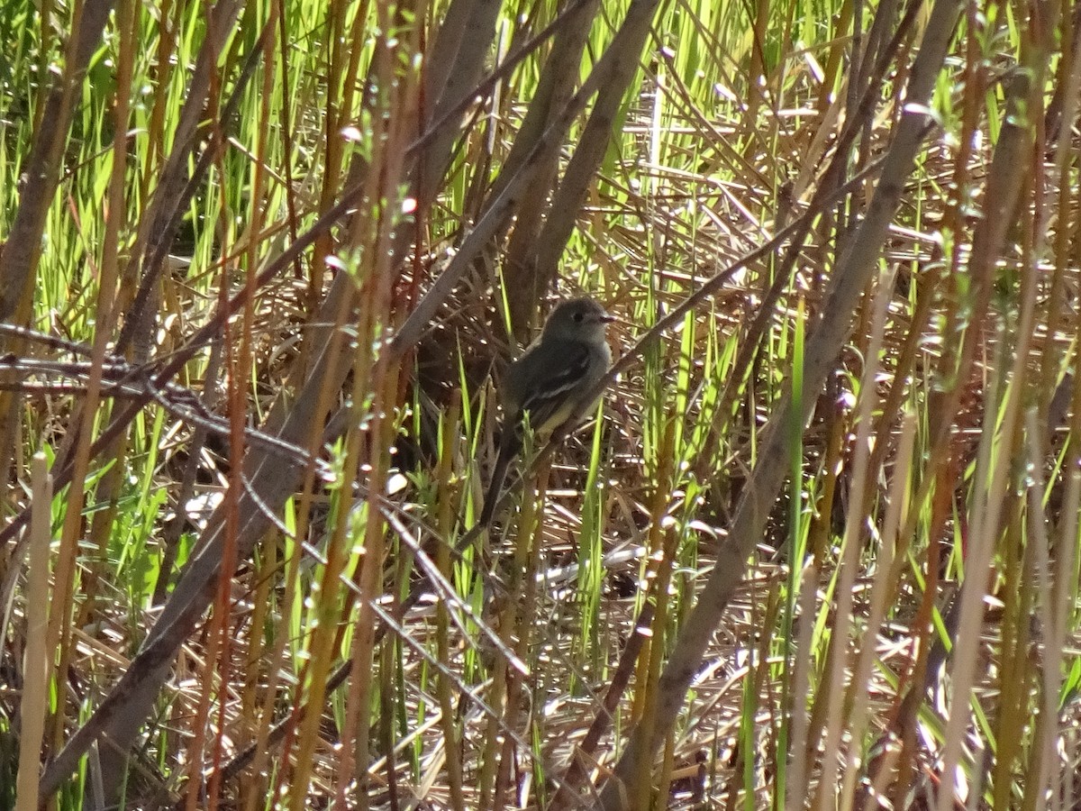 Empidonax sp. - John Shenot