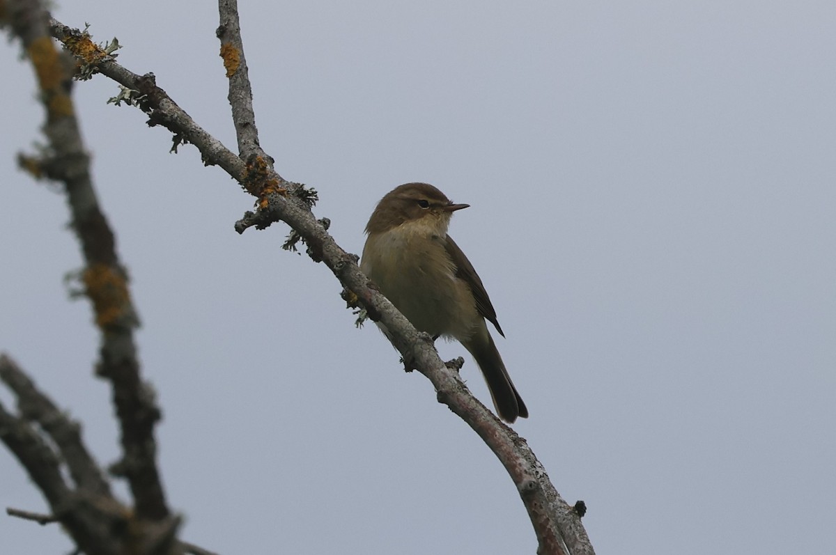 Common Chiffchaff - Alan Bird