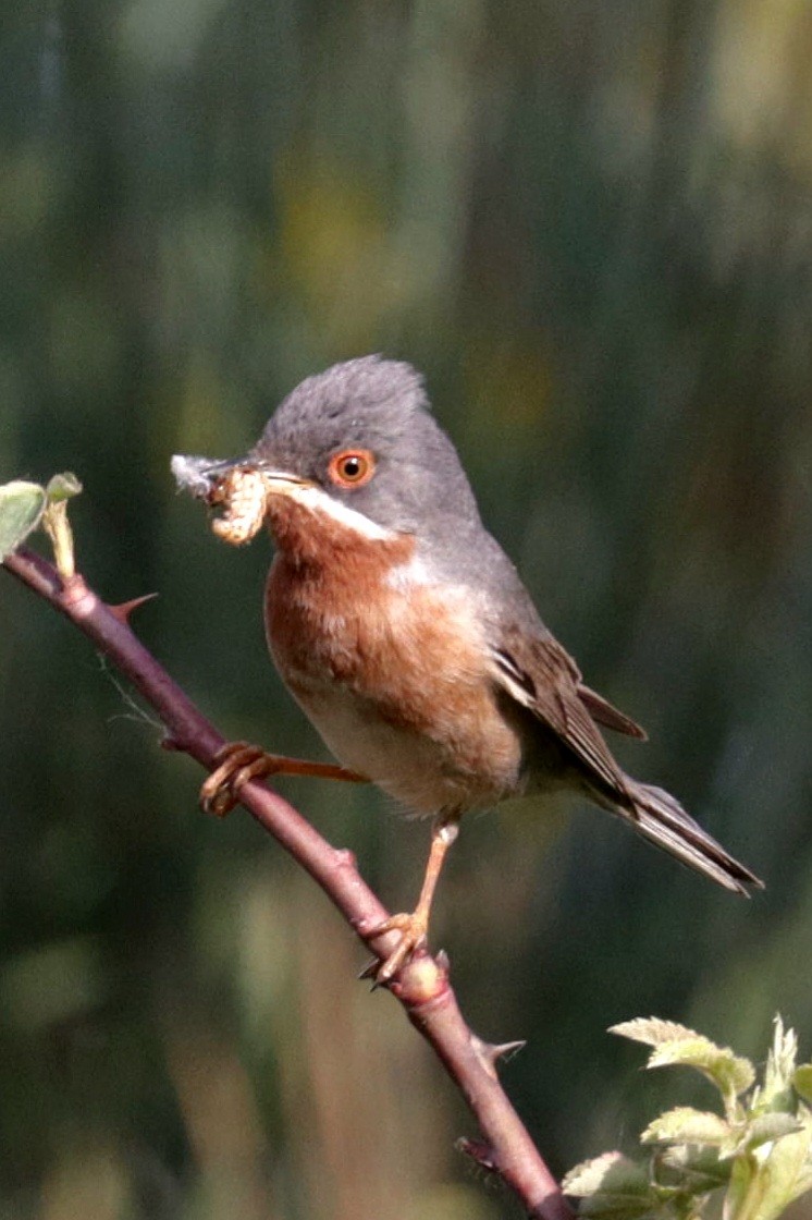 Eastern Subalpine Warbler - Helga Viehböck