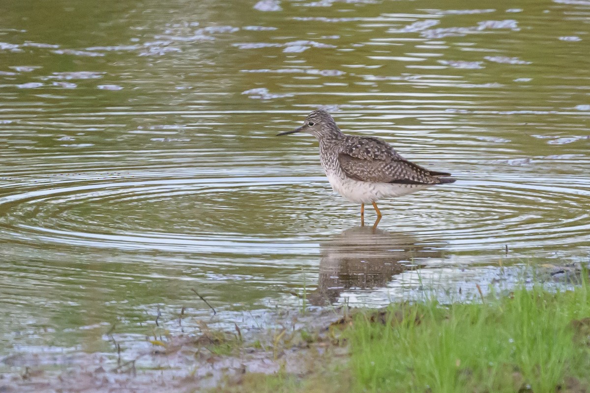 Lesser Yellowlegs - Stephen Davies