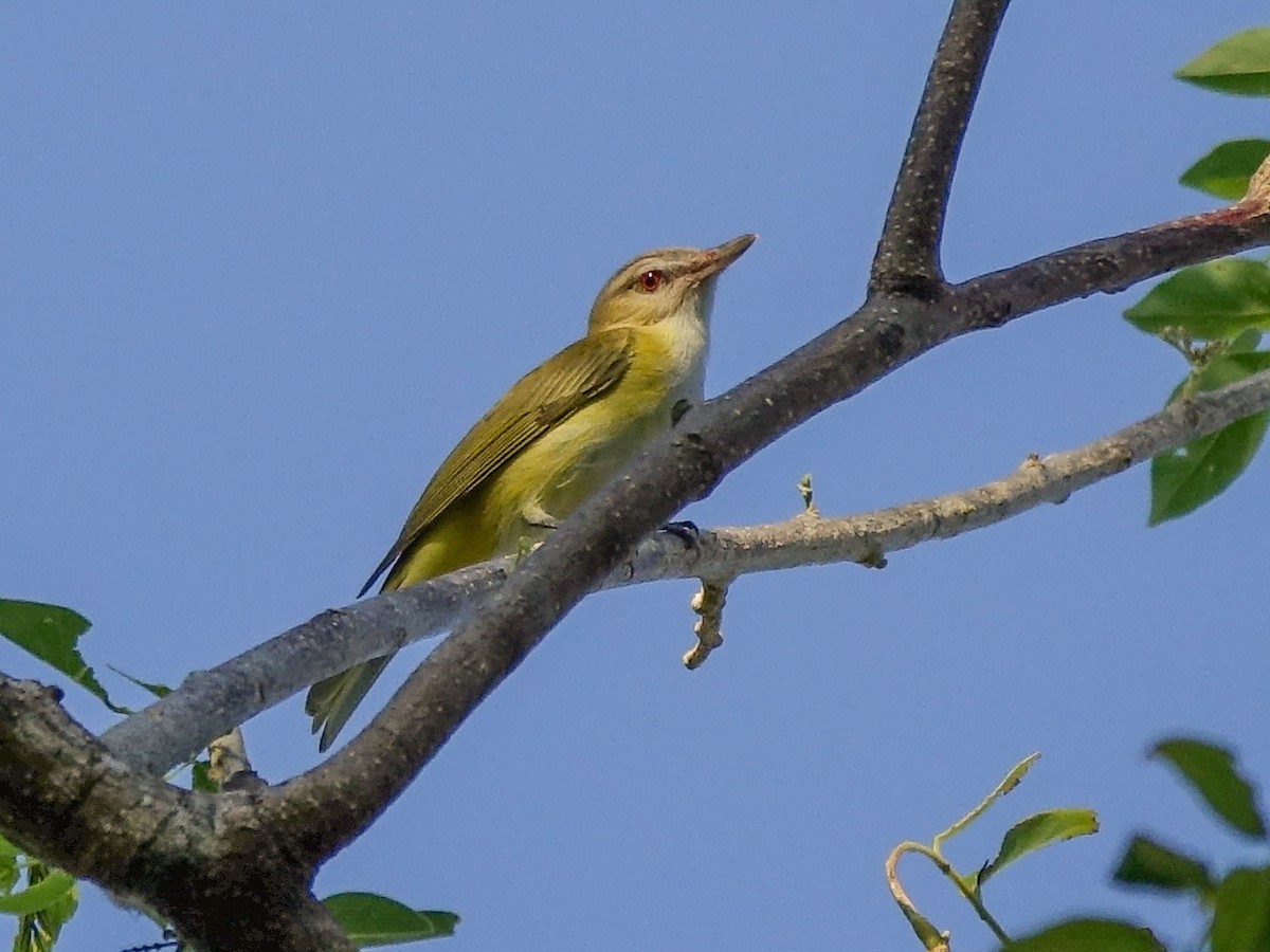 Yellow-green Vireo - Stéphane  Thomin