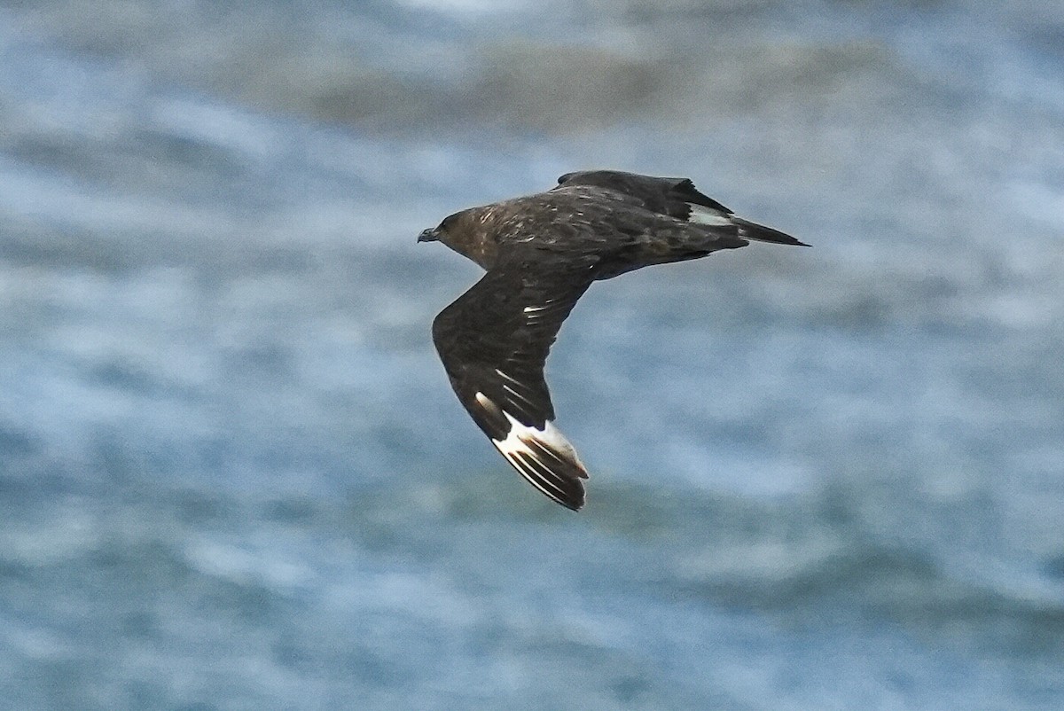 Brown Skua - Luis Piñeyrua