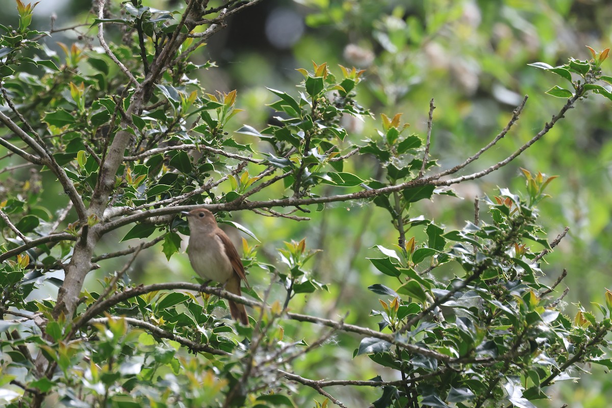 Common Nightingale - Alan Bird