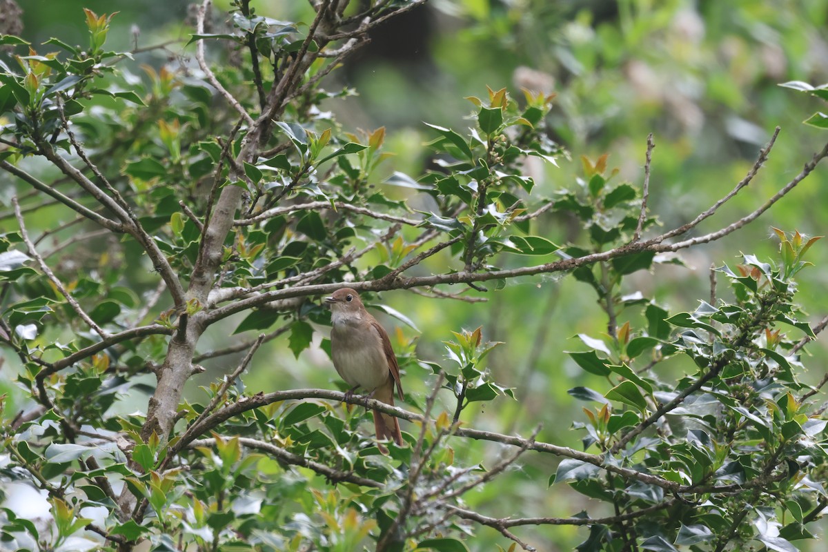 Common Nightingale - Alan Bird