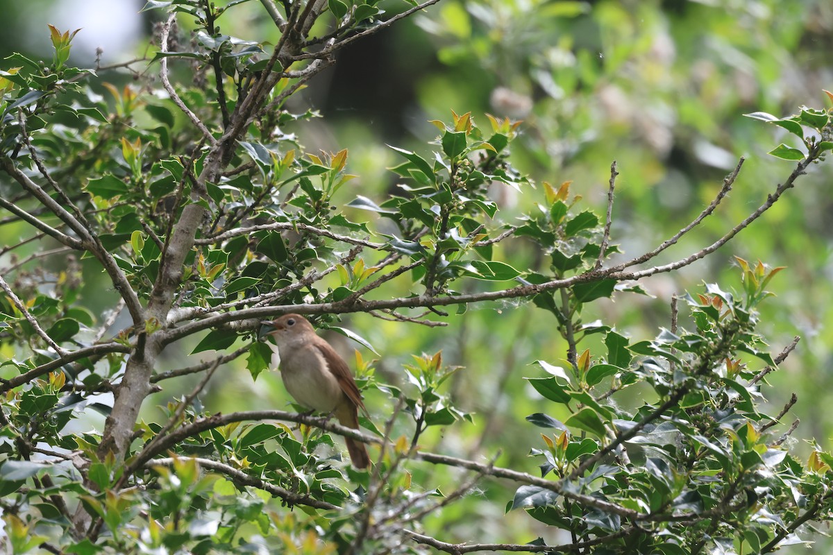 Common Nightingale - Alan Bird