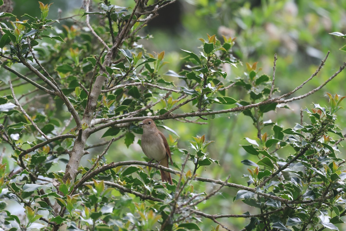 Common Nightingale - Alan Bird